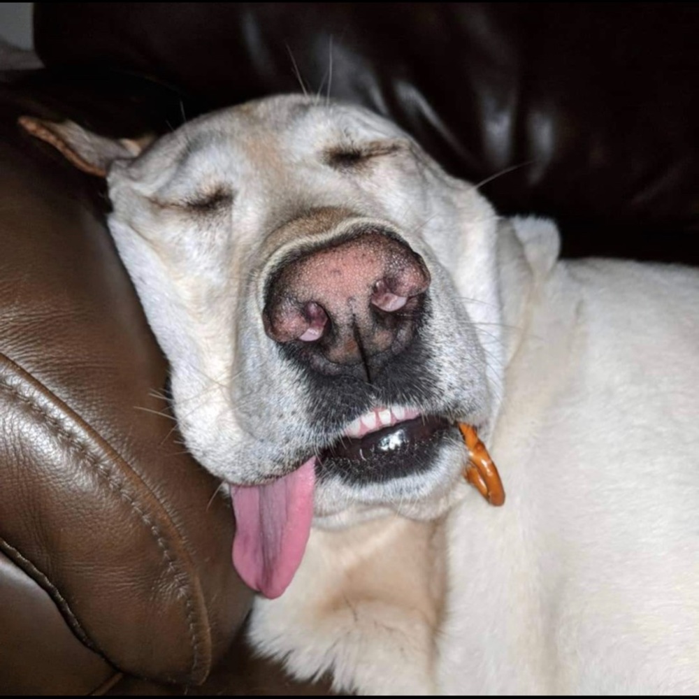 Dog Cloning Kit - Picture 7 of 11